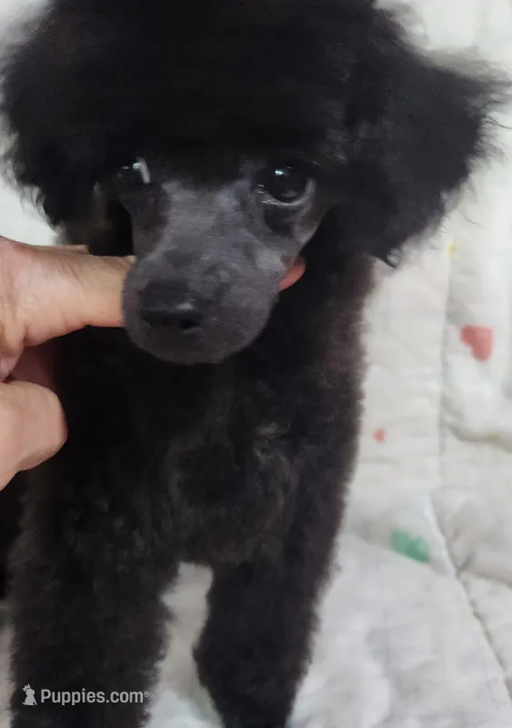 Molly – Poodle - Toy  puppy for sale in Hinckley, IL