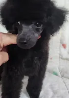 Molly, a female Poodle - Toy  for sale in Hinckley, IL – 1 of 2