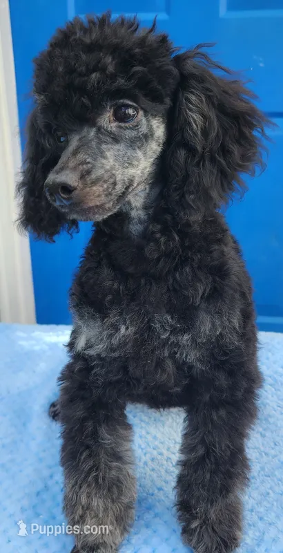rocky – Poodle - Toy  puppy for sale in Hinckley, IL