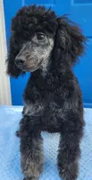 rocky, a male Poodle - Toy  for sale in Hinckley, IL – 1 of 2
