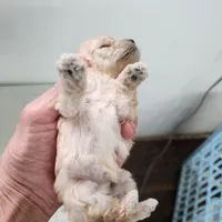 Rosy, a female Poodle - Toy  for sale in Hinckley, IL – 3 of 3