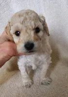 Buddy, a male Poodle - Toy  for sale in Hinckley, IL – Photo 2 of 2