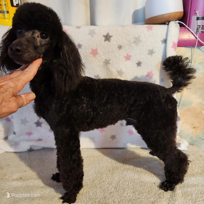 Toby – Poodle - Miniature  puppy for sale in Hinckley, IL