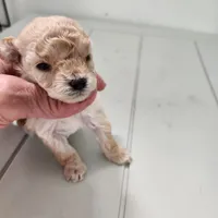 Rosy, a female Poodle - Toy  for sale in Hinckley, IL – 2 of 3