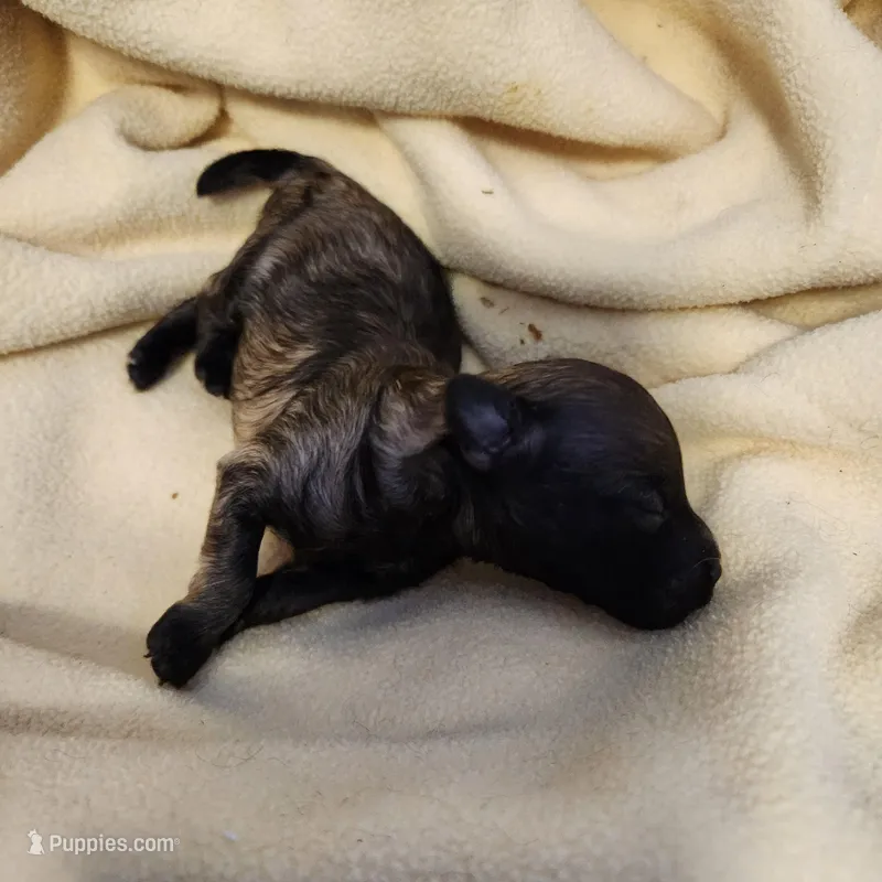 tabby – Poodle - Toy  puppy for sale in Hinckley, IL