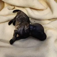 tabby, a male Poodle - Toy  for sale in Hinckley, IL – Photo 1 of 2