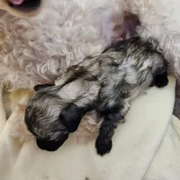 tabby, a male Poodle - Toy  for sale in Hinckley, IL – Photo 2 of 2