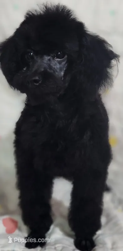 colby – Poodle - Toy  puppy for sale in Hinckley, IL