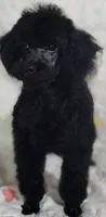 colby, a male Poodle - Toy  for sale in Hinckley, IL – 1 of 1