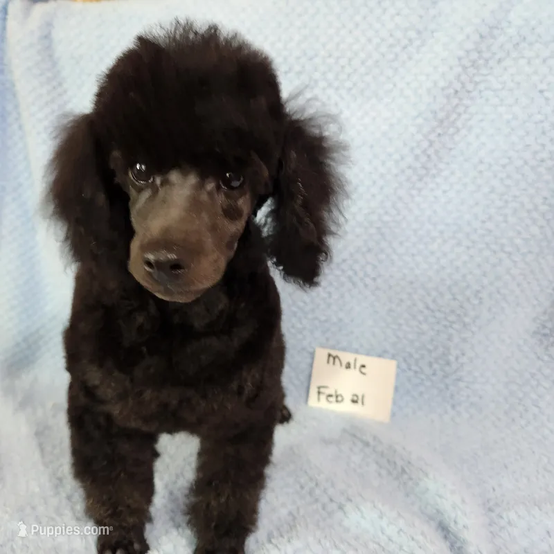 Timmy – Poodle - Miniature  puppy for sale in Hinckley, IL
