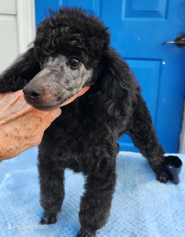 Toby – Poodle - Miniature  puppy for sale in Hinckley, IL