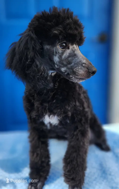 Timmy – Poodle - Miniature  puppy for sale in Hinckley, IL
