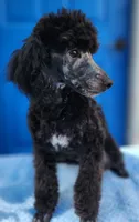 Timmy, a male Poodle - Miniature  for sale in Hinckley, IL – 1 of 2