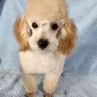 Billy, a male Poodle - Toy  for sale in Hinckley, IL – 2 of 2