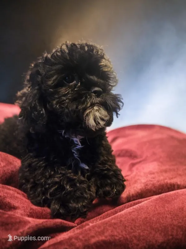 Lola, a female Shihpoo for sale in Rex, GA – Photo 1 of 2
