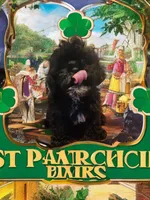 Lola, a female Shihpoo for sale in Rex, GA – Photo 2 of 2