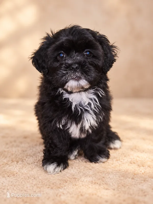 Shyness – Shihpoo puppy for sale in Rex, GA