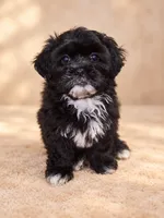 Shyness, a female Shihpoo for sale in Rex, GA – 1 of 2