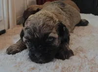 Major, a male Shihpoo for sale in Rex, GA – Photo 1 of 2