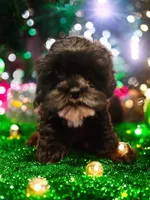 Missy, a female Shihpoo for sale in Rex, GA – Photo 2 of 2