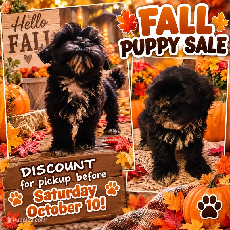 Queen – Shihpoo puppy for sale in Rex, GA