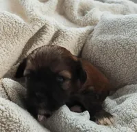 Queen, a female Shihpoo for sale in Rex, GA – Photo 1 of 2