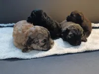 Queen, a female Shihpoo for sale in Rex, GA – Photo 2 of 2