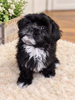 Shyness, a female Shihpoo for sale in Rex, GA – 2 of 2