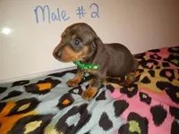 Loki , a male Miniature Dachshund for sale in Creal Springs, IL – 2 of 2