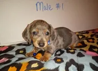 Apollo, a male Miniature Dachshund for sale in Creal Springs, IL – 1 of 2