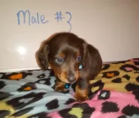 Thor , a male Miniature Dachshund for sale in Creal Springs, IL – 2 of 2