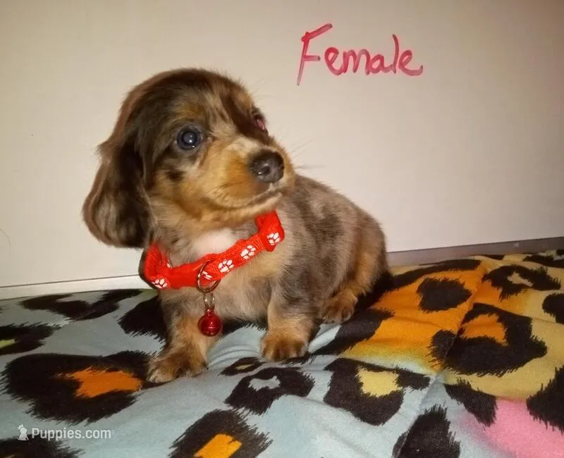 Athena  – Miniature Dachshund puppy for sale in Creal Springs, IL