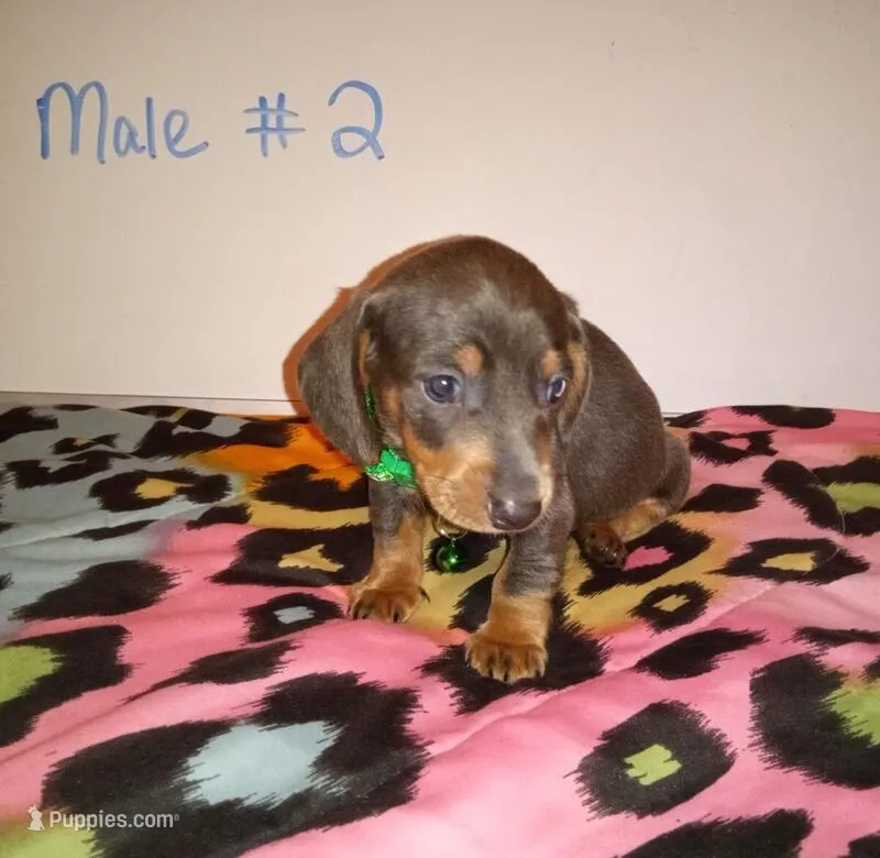 Loki  – Miniature Dachshund puppy for sale in Creal Springs, IL
