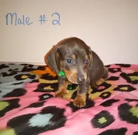 Loki , a male Miniature Dachshund for sale in Creal Springs, IL – 1 of 2