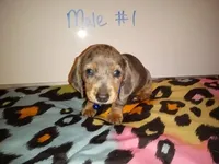 Apollo, a male Miniature Dachshund for sale in Creal Springs, IL – 2 of 2