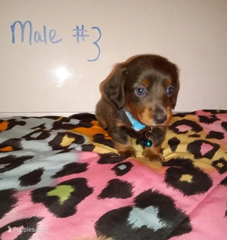 Thor  – Miniature Dachshund puppy for sale in Creal Springs, IL