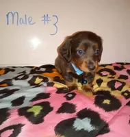 Thor , a male Miniature Dachshund for sale in Creal Springs, IL – 1 of 2