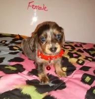 Athena , a female Miniature Dachshund for sale in Creal Springs, IL – 2 of 2
