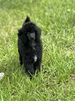Charlee, a male Poodle - Miniature  for sale in Arcadia, FL – 1 of 2