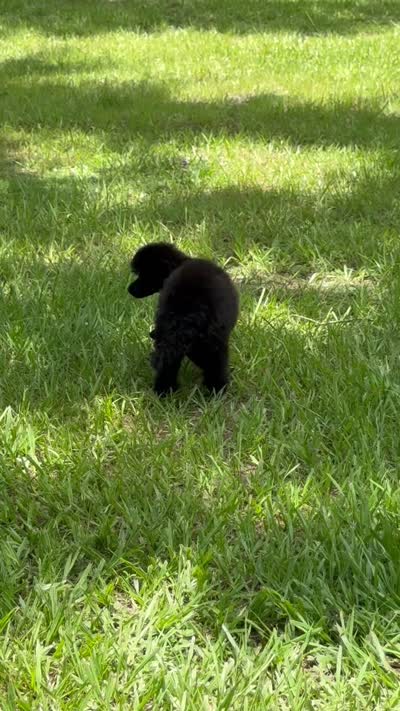 Charlee, a male Poodle - Miniature  for sale in Arcadia, FL – 2 of 2