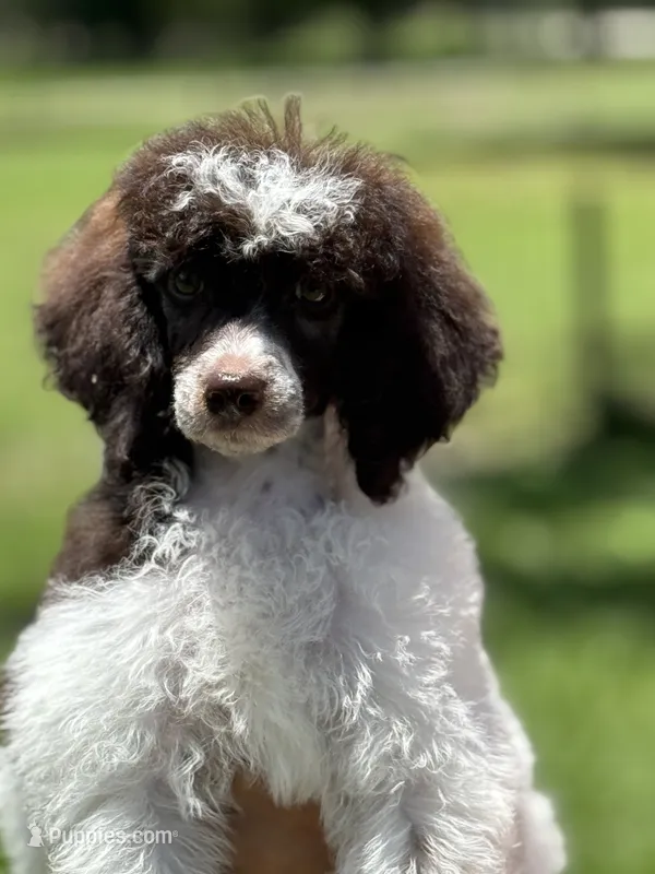 Harlee – Poodle - Miniature  puppy for sale in Arcadia, FL
