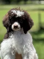 Harlee, a male Poodle - Miniature  for sale in Arcadia, FL – 1 of 2