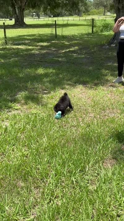 Marlee, a female Poodle - Miniature  for sale in Arcadia, FL – 2 of 2
