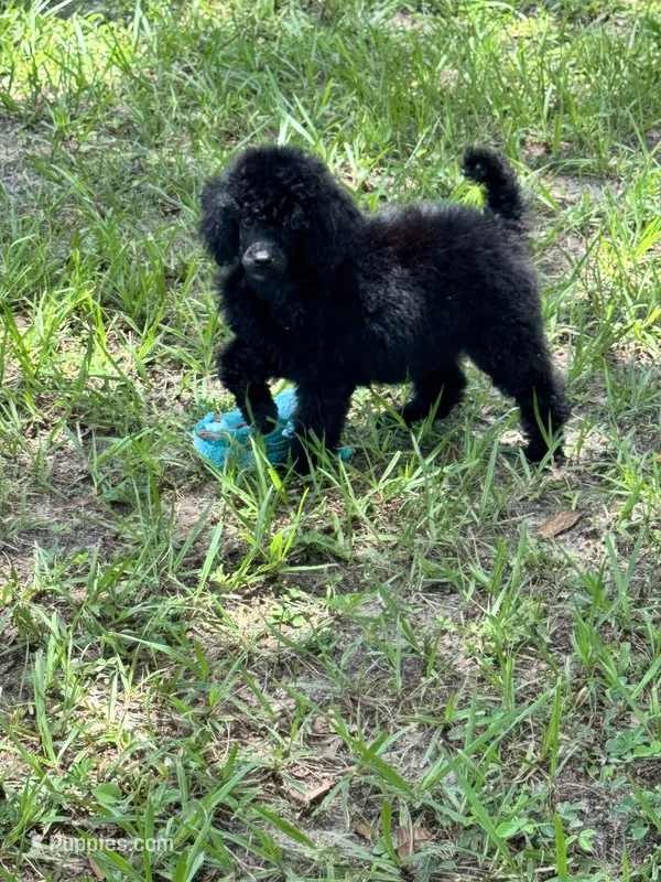 Marlee – Poodle - Miniature  puppy for sale in Arcadia, FL