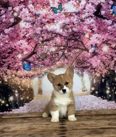 Lilly, a female Pembroke Welsh Corgi for sale in Burlington, MI – Photo 3 of 7