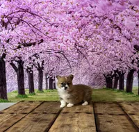 Lilly, a female Pembroke Welsh Corgi for sale in Burlington, MI – Photo 4 of 4