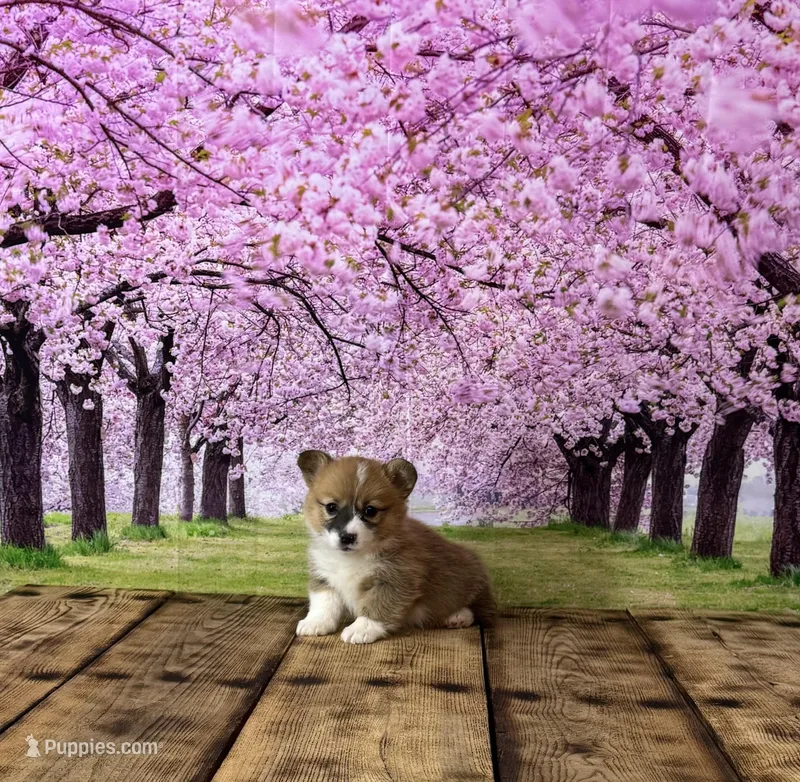 Lilly – Pembroke Welsh Corgi puppy for sale in Burlington, MI