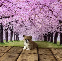 Lilly, a female Pembroke Welsh Corgi for sale in Burlington, MI – Photo 1 of 4