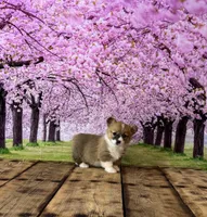 Lilly, a female Pembroke Welsh Corgi for sale in Burlington, MI – Photo 3 of 4