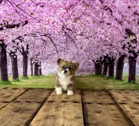 Lilly, a female Pembroke Welsh Corgi for sale in Burlington, MI – Photo 2 of 4